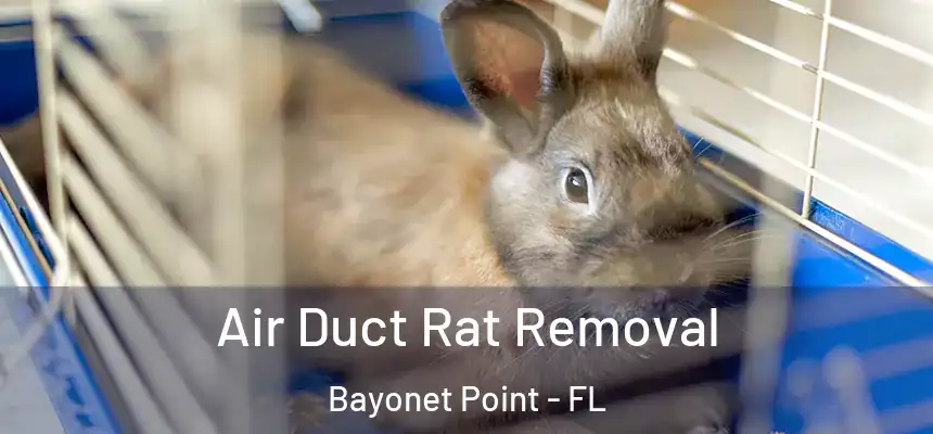  Air Duct Rat Removal Bayonet Point - FL
